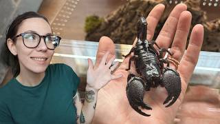 Handling my GIANT Venomous Emperor Scorpion & setting up HUGE NEW DISPLAY ENCLOSURE