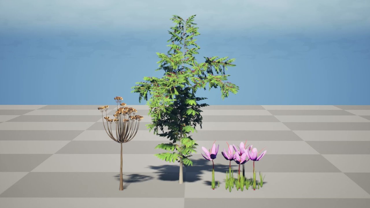 Collezione fotorealistica di flora marocchina Modello 3D