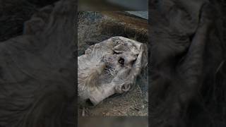 The group find a whisperer at Hilltop #thewalkingdead #whisperers