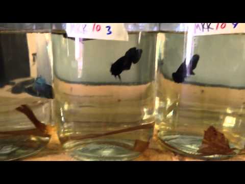 MRK 5* Plakats @ Beejay's Bettas 12-18-13