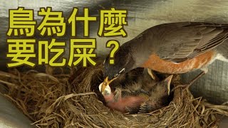 [問卦] 原來鳥媽 會吃 幼鳥大便?