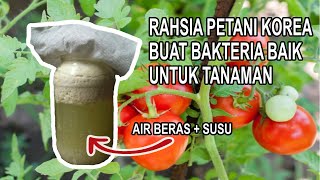 Download lagu Cara Membuat Lactobacillus (EM-1) Sendiri Guna Air Basuhan Beras dan Susu / Homemade Yakult Vitagen mp3