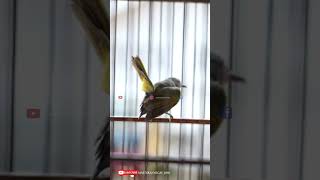 Download lagu KOWUL BETINA GACOR ISIAN , PANCINGAN DAN MASTERAN AMPUH #kowul #kowulgacor #kolibriwulung mp3 Download lagu KOWUL BETINA GACOR ISIAN , PANCINGAN DAN MASTERAN AMPUH #kowul #kowulgacor #kolibriwulung mp3