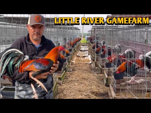 Sweater Asil Yellow Leg Hatch - LITTLE RIVER FARM