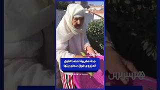 جدة مغربية تحصد الفول المزروع فوق سطح بيته thumbnail