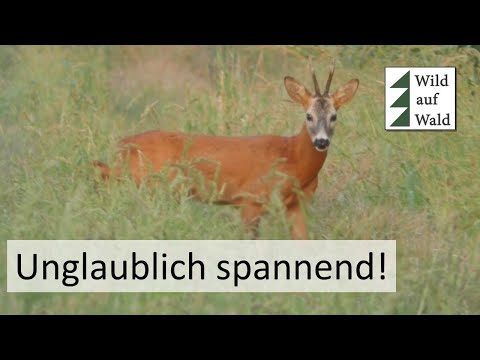 🦌Rehbock BRUNFT Jagd Krimi - guter Rehbock wird erlegt! #wildaufwald