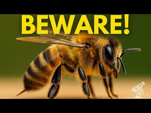 Warning Signs a Bee is About to Sting You