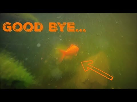 Time To Release My Goldfish
