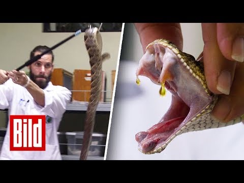 So wird Schlangengift gewonnen - Bitte kräftig zubeißen!
