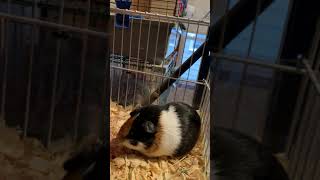 Pneumonia in young guinea pig