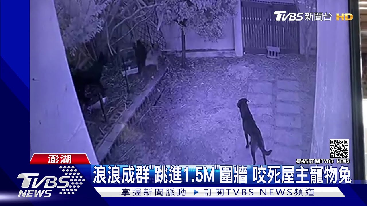 浪浪成群「跳進1.5M」圍牆 咬死屋主寵物兔