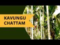 Kavungu Chattam - The wonder of climbing areca nut trees