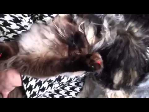 Serious Jeb and Fergus cuteness