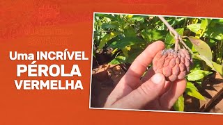Miniatura do vídeo