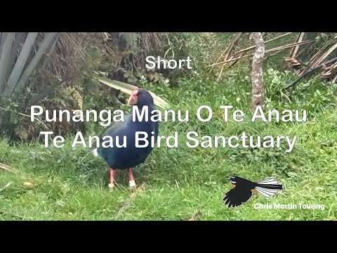 Punanga Manu O Te Anau : Te Anau Bird Sanctuary
