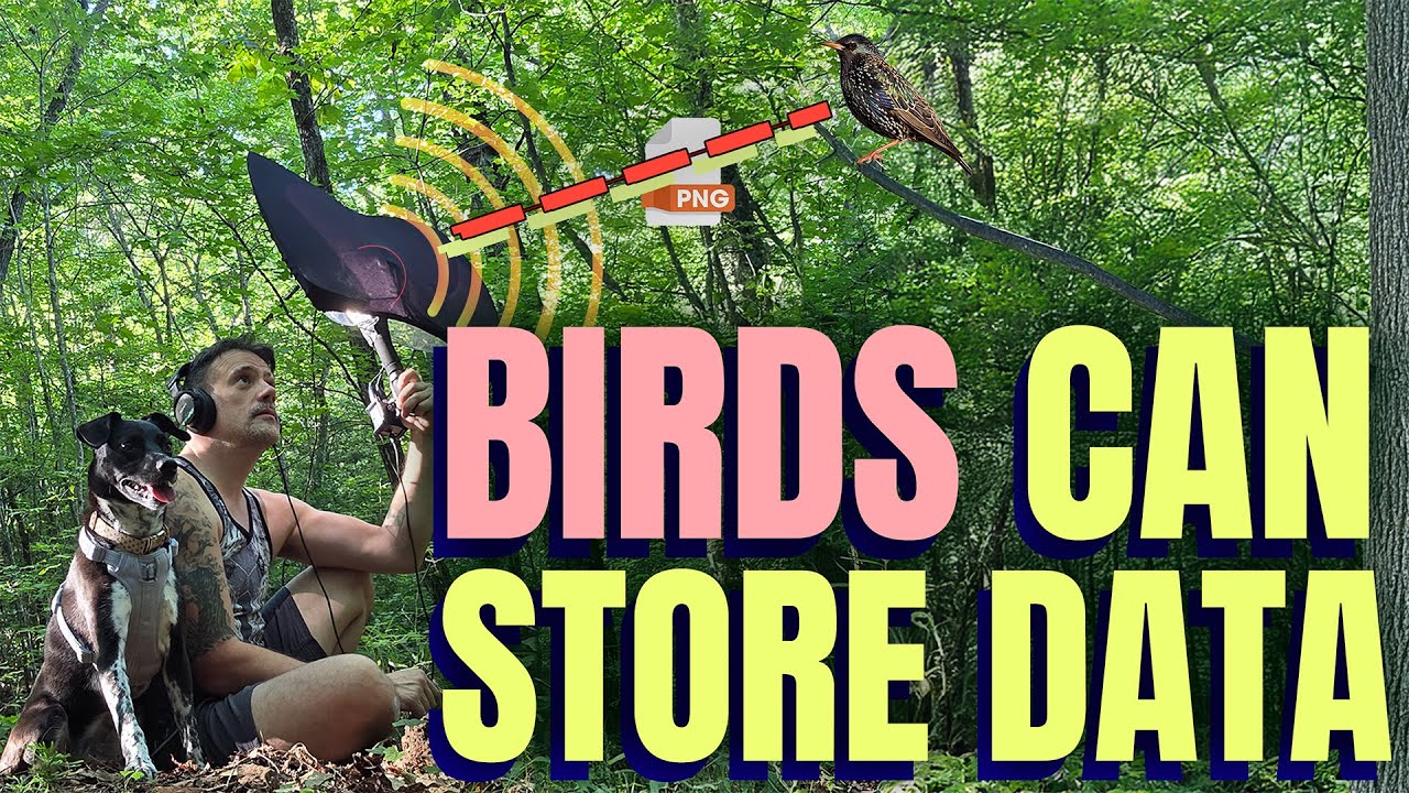 Yes, you can store data on a bird — enthusiast converts PNG to bird-shaped waveform, teaches young starling to recall file at up to 2MB/s Yes, you can store data on a bird — enthusiast converts PNG to bird-shaped waveform, teaches young starling to recall file at up to 2MB/s