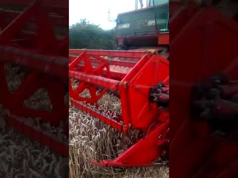 A 15 year old girl operating the MF 865 combine