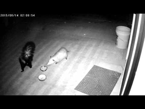 2015-06-14 visitors including skunk