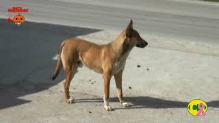 identificación de mascotas