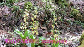 野山の歳時記　エビネとツツジとetc 　2025年5月9日