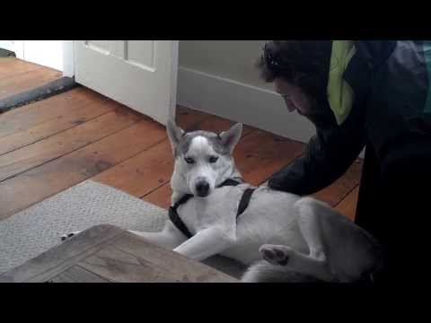 Husky Says NO to Kennel Time - Hilarious!