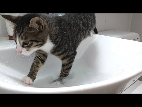 물을 좋아하는 신개념 수속성 고양이