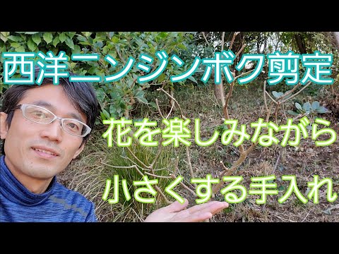 園芸 シーバックソーン、シーバックソーン、シャイニングソーン、グリセット、偽クロウメモドキ