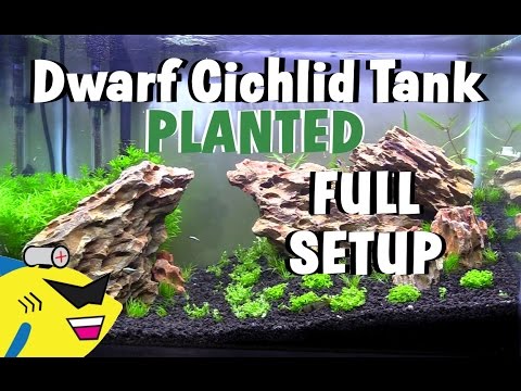 DWARF CICHLID PLANTED AQUARIUM SETUP!