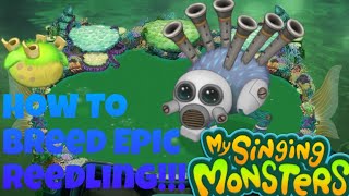 How To Breed Epic Reedling On Water Island!!! | My Singing Monsters!!!