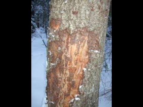 Metsolan Metsäkoulu 64, Ytimennävertäjä - varsinainen porari!