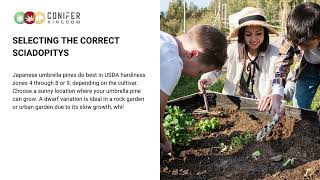 Learn More About Japanese Umbrella Pine