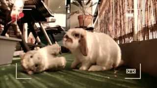 Nice Neighbours - Axl Rose video