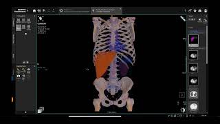 Region Growing - Anatomy Visualizer using Syngo.via and go/X Platforms