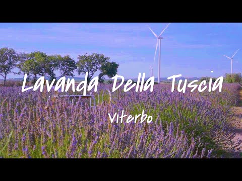 Lavanda della Tuscia | Tuscania | Viterbo | Drone experience