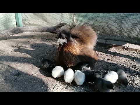 Short 🐥 Seidenhenne Flauschi füttert die Küken 🐥