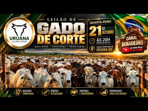 Leilão de Gado -  Uruana Leilões - Leilão de Gado de Corte em Goiás @canal.boiadeiro #live #gado