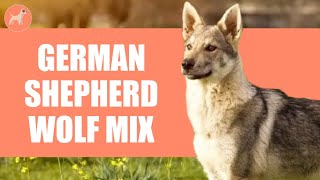 German Shepherd Wolf Mix: This Dog Breed is Not For Beginners