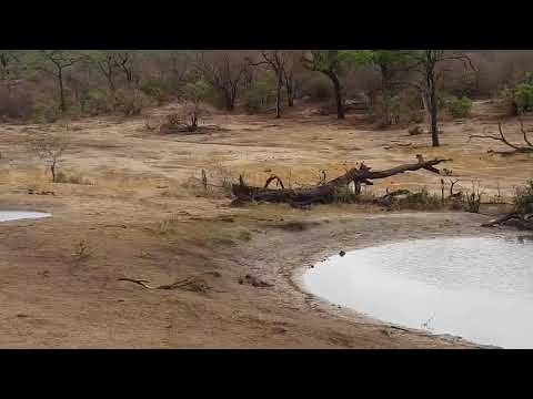 Djuma: Sights and sounds along with wind and rain - 05:31 - 10/10/19