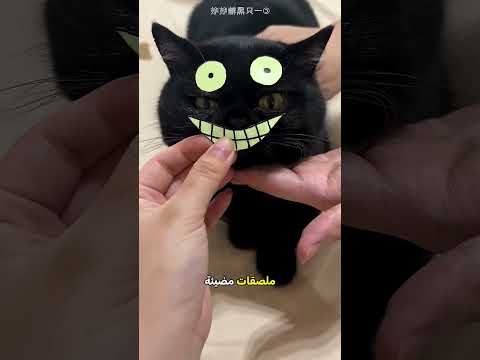حيلة ذكية للعثور على القطط السوداء 🐈‍⬛