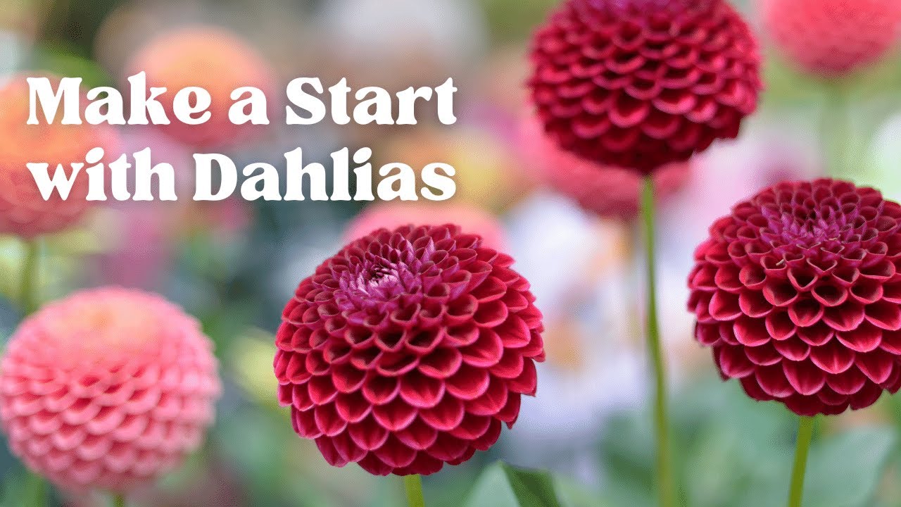 From tubers to blooms: How to start growing dahlias