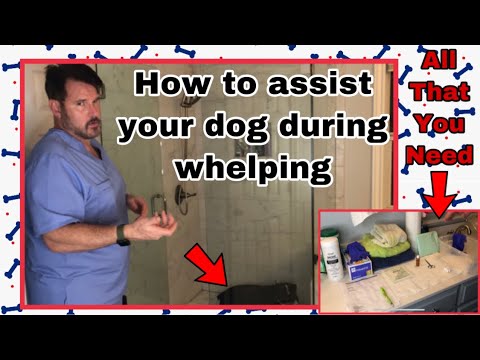 Delivering puppies AT HOME-All that you need to know about delivering puppies 🐶