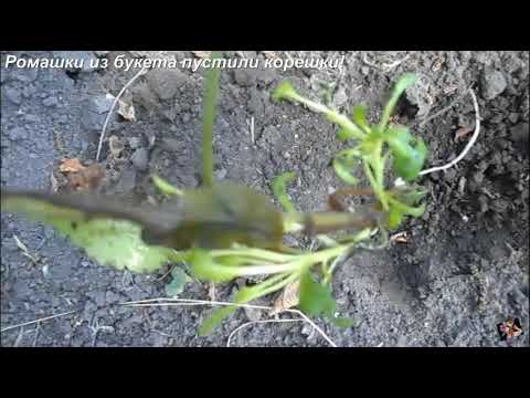Ромашки из букета пустили корешки!