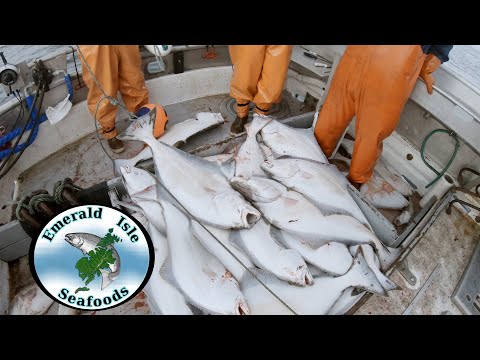 Measuring Fish and Hauling the Second Set - Halibut Longline Start to Finish