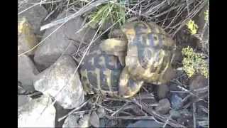 preview picture of video 'Hermann's Tortoises mating ( Testudo Hermanni )'