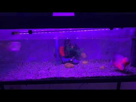 Arowana VS Flowerhorn (Fight Club)