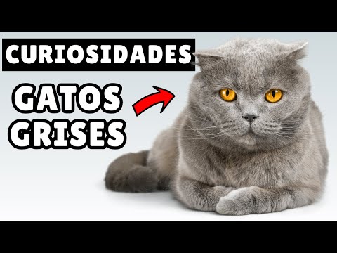 8 FACTS you didn't know about GREY cats