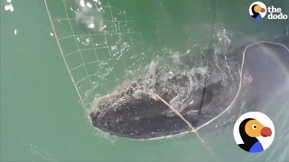 Whale Tangled In Net Saved | The Dodo