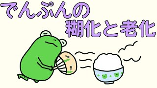 【管理栄養士²の事情】　でんぷんの糊化と老化　【解説】