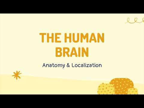 The Human Brain: Anatomy & Localization | ANATOMY & NEUROBIOLOGY #1