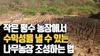 작은 평수 농장에서 수익성을 낼 수 있는 나무농장 조성…